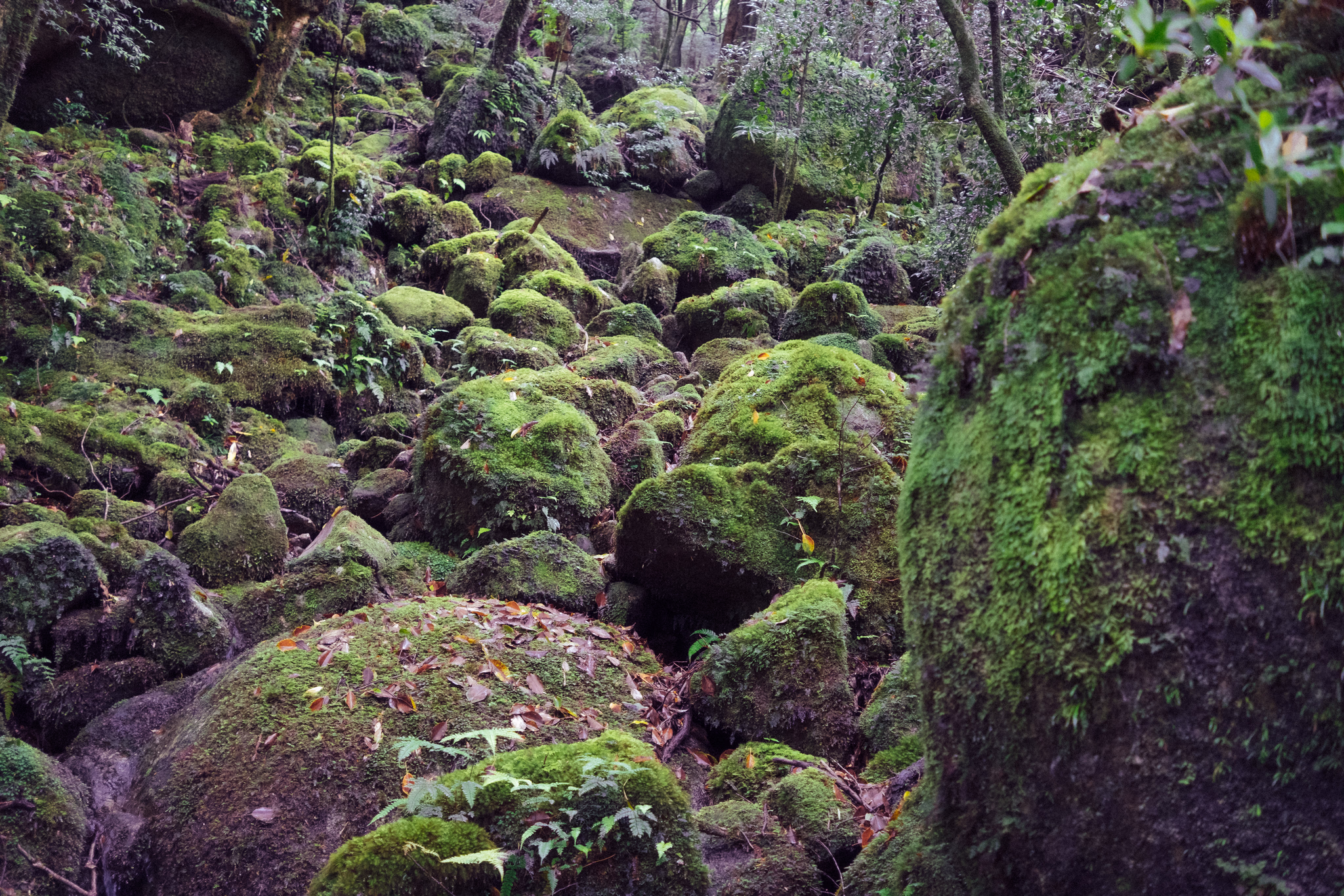 Yakushima, Japan (photo © 2019 Monokai)