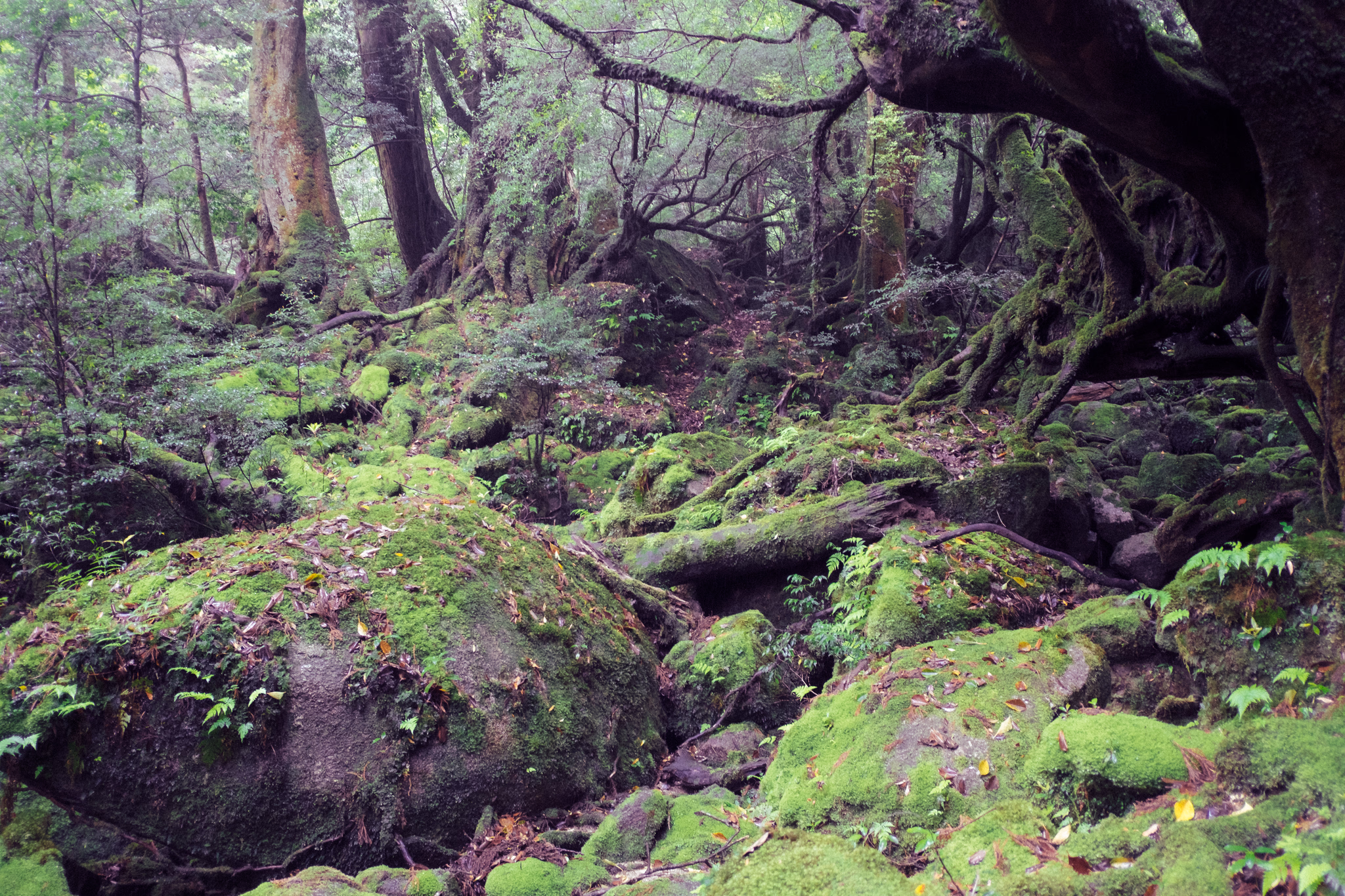 Yakushima, Japan (photo © 2019 Monokai)