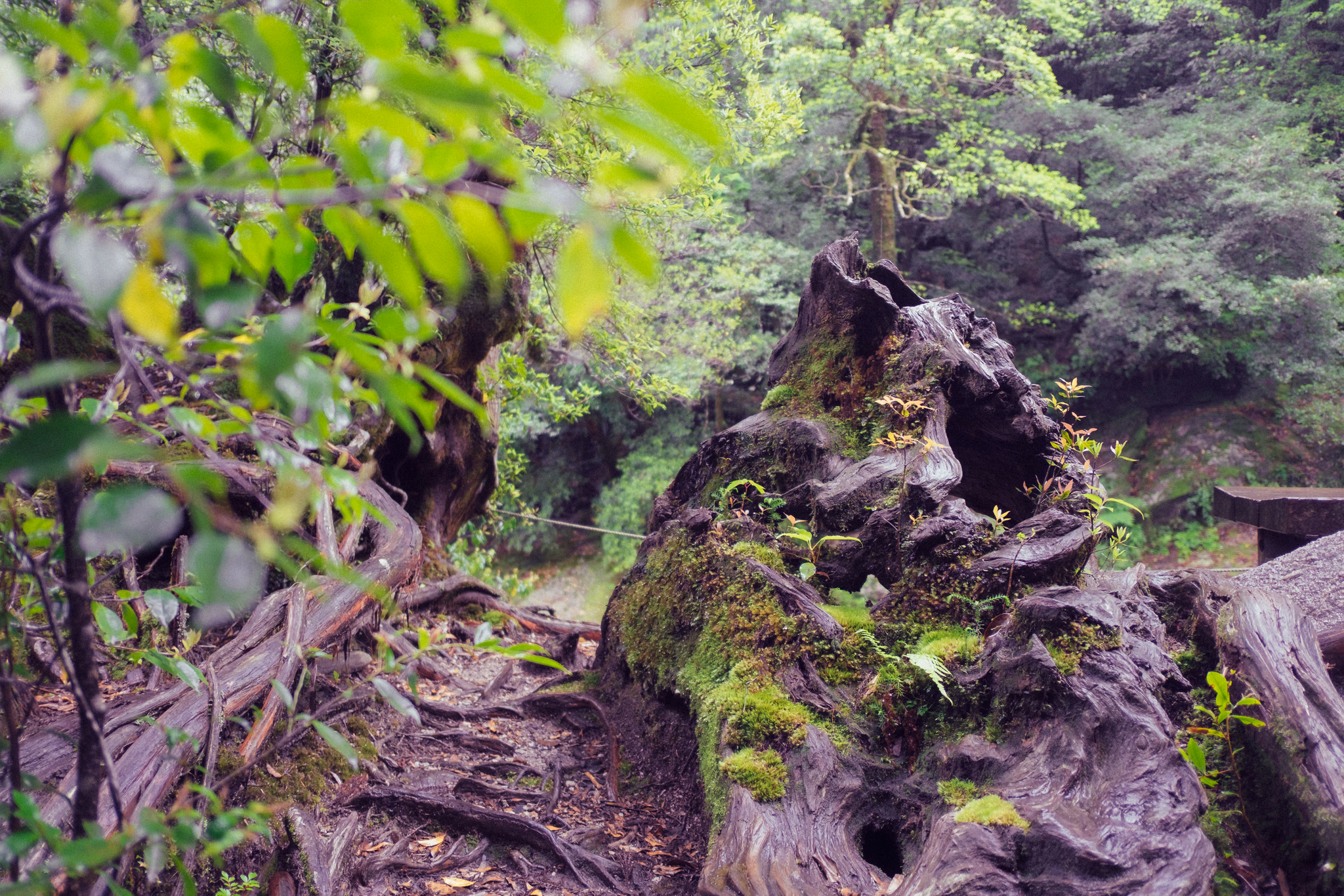 Yakushima, Japan (photo © 2019 Monokai)