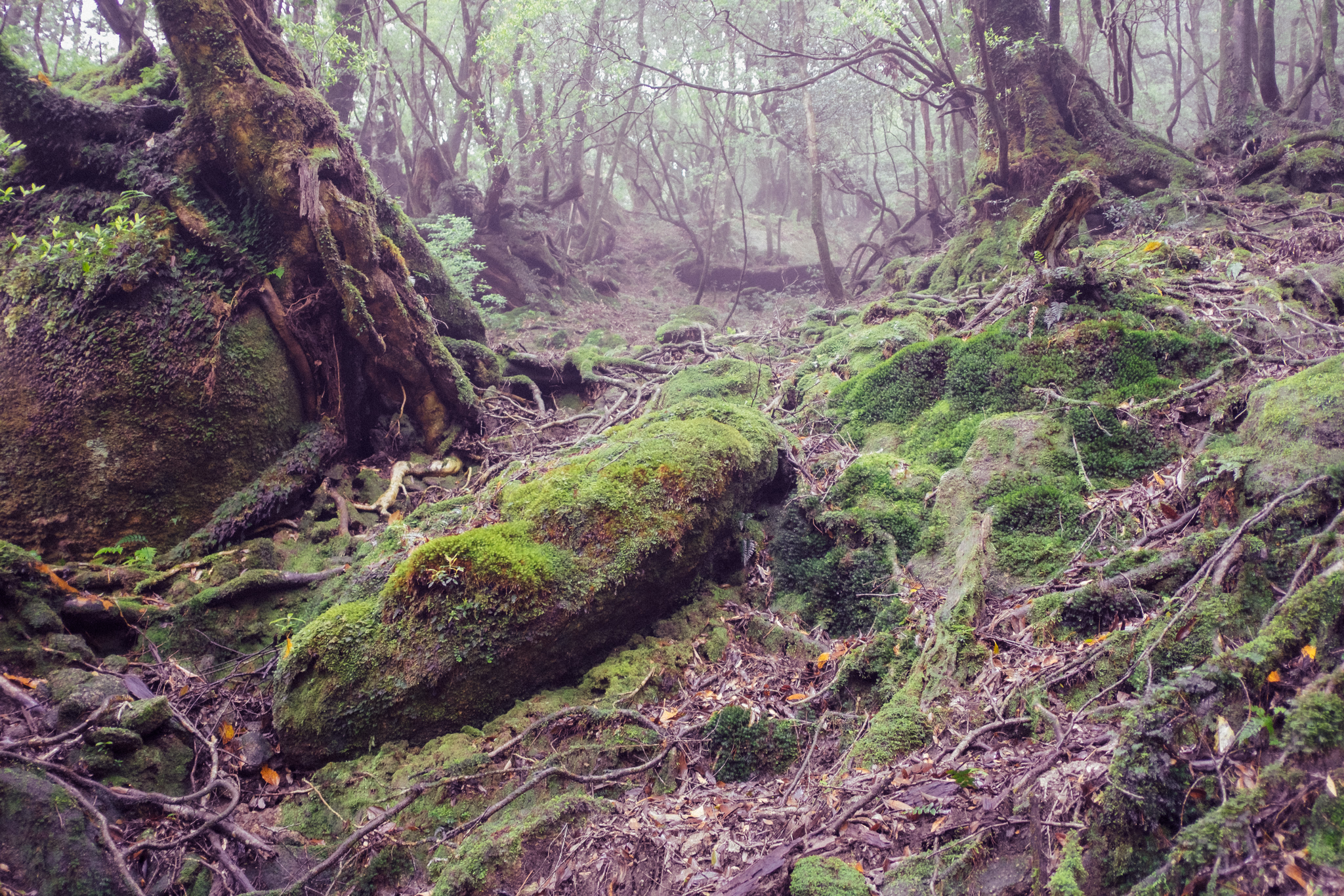 Yakushima, Japan (photo © 2019 Monokai)